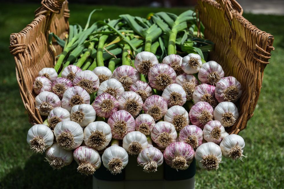 a basket of garlic bulbs
