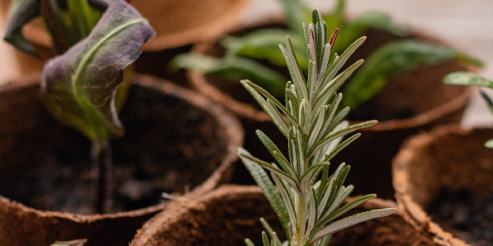 Bonsai: viaggio tra suggerimenti e curiosità