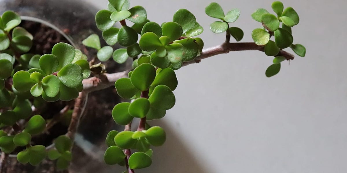 Albero di giada, per quale motivo le foglie sono ammuffite? Scopriamo le  cause e i rimedi - Pianta Succulenta