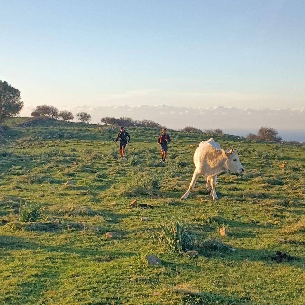 a couple people walking a cow