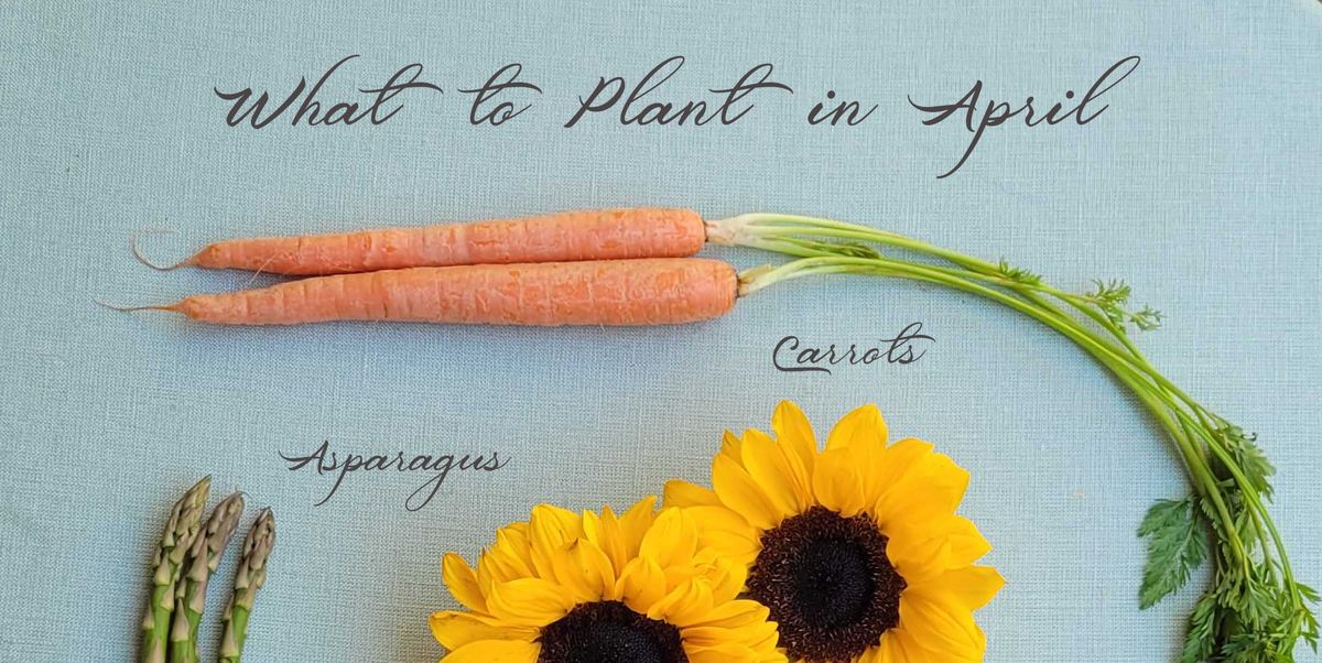 what to plant in april