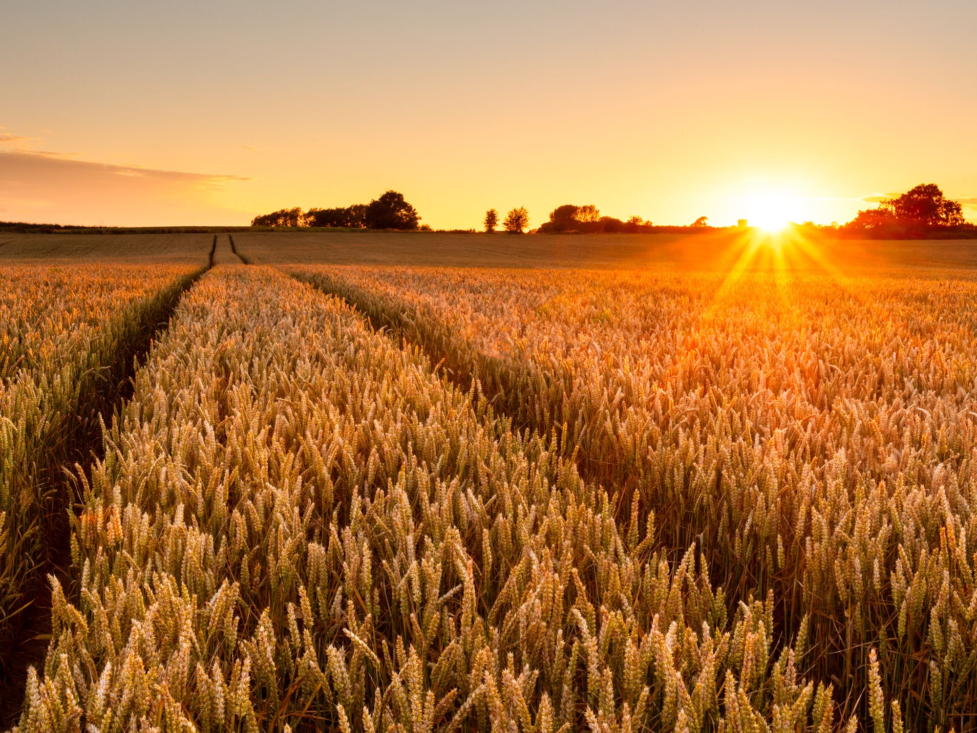 One Scientist’s 96-Year-Old Wheat Goldmine Is About to Transform ...