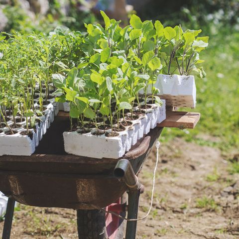 Wheelbarrow full of plant pots on domestic garden