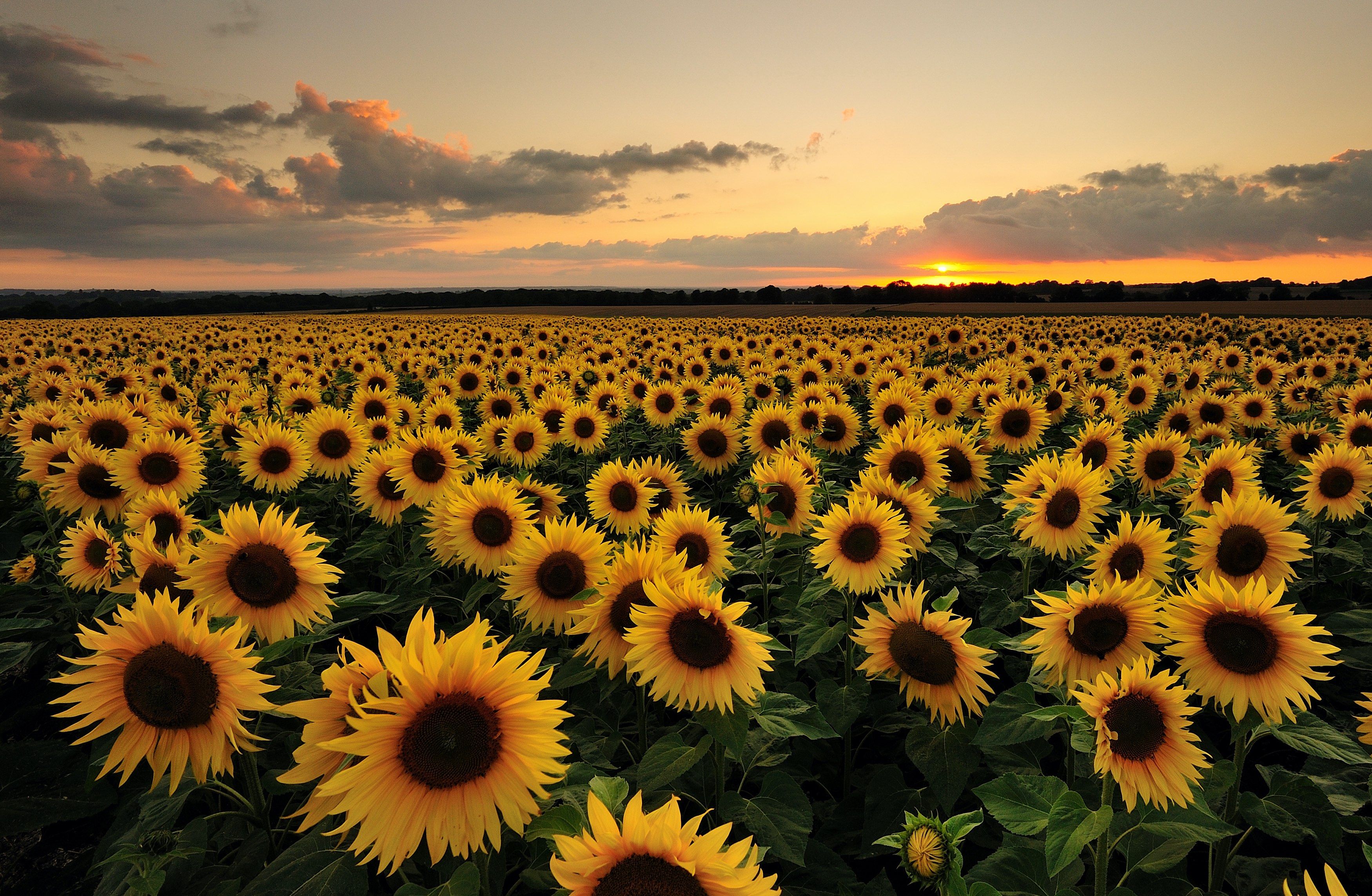 Brown grass field during sunset photo  Free Portugal Image on Unsplash