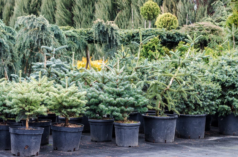 when should you put your christmas tree up