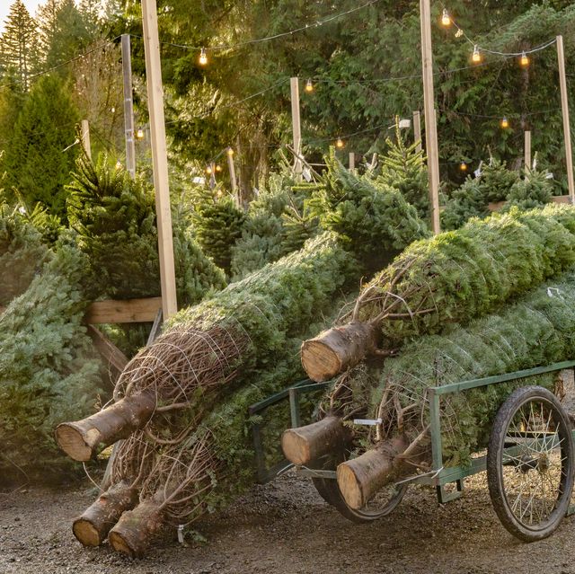 christmas tree farm uk