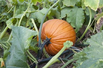 when to pick pumpkins