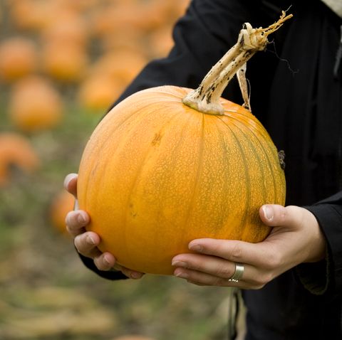 woman holding a pumpkin in a pumpkin patch