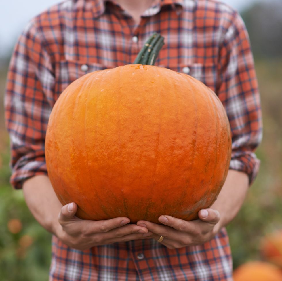 cropped shot of a pumpkin