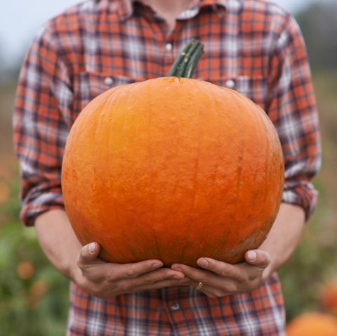 cropped shot of a pumpkin