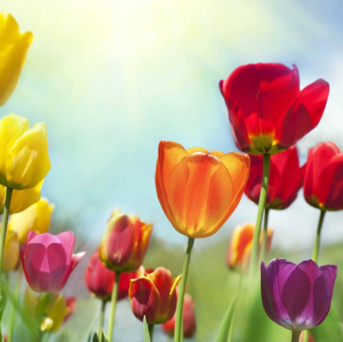When to Plant Tulip Bulbs for Spring - How to Plant Tulips