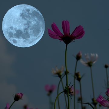 may full moon with plants in foreground