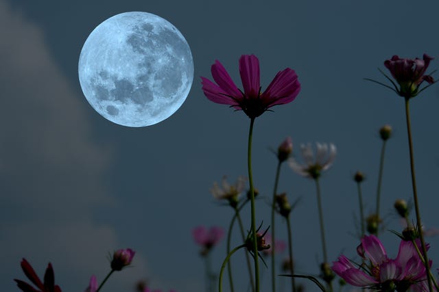 Full Moon May 2024: Date, Time and More For The Flower Moon