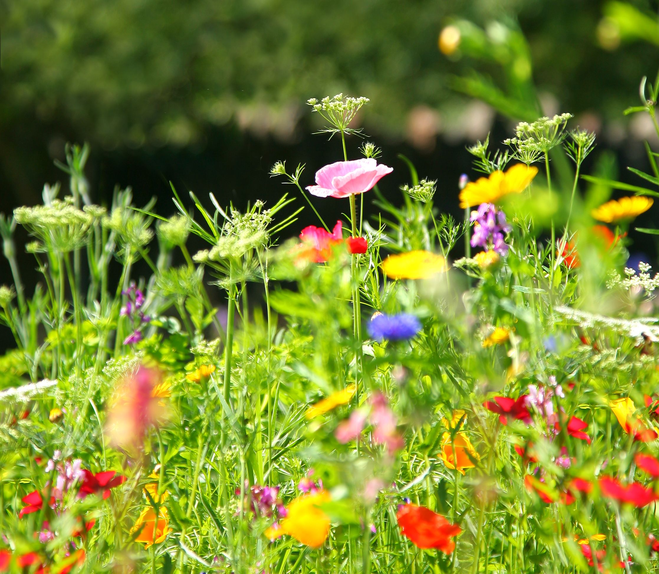 When To Sow Wildflower Seeds - Creating A Wildflower Garden