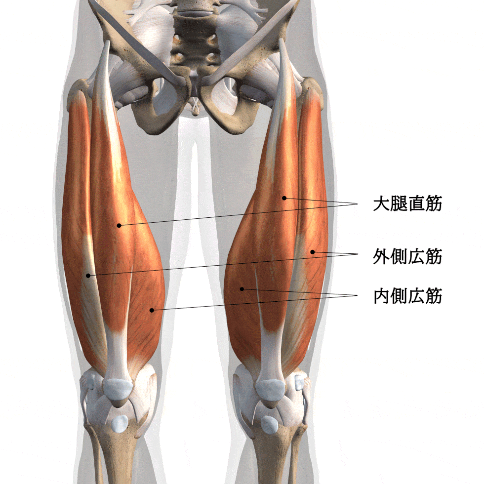 大腿四頭筋（太ももの前側の筋肉）とは、どこの筋肉部位？