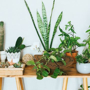 where to buy plants online