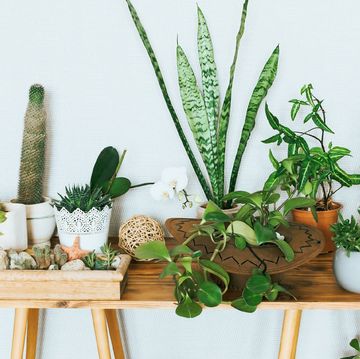 where to buy plants online
