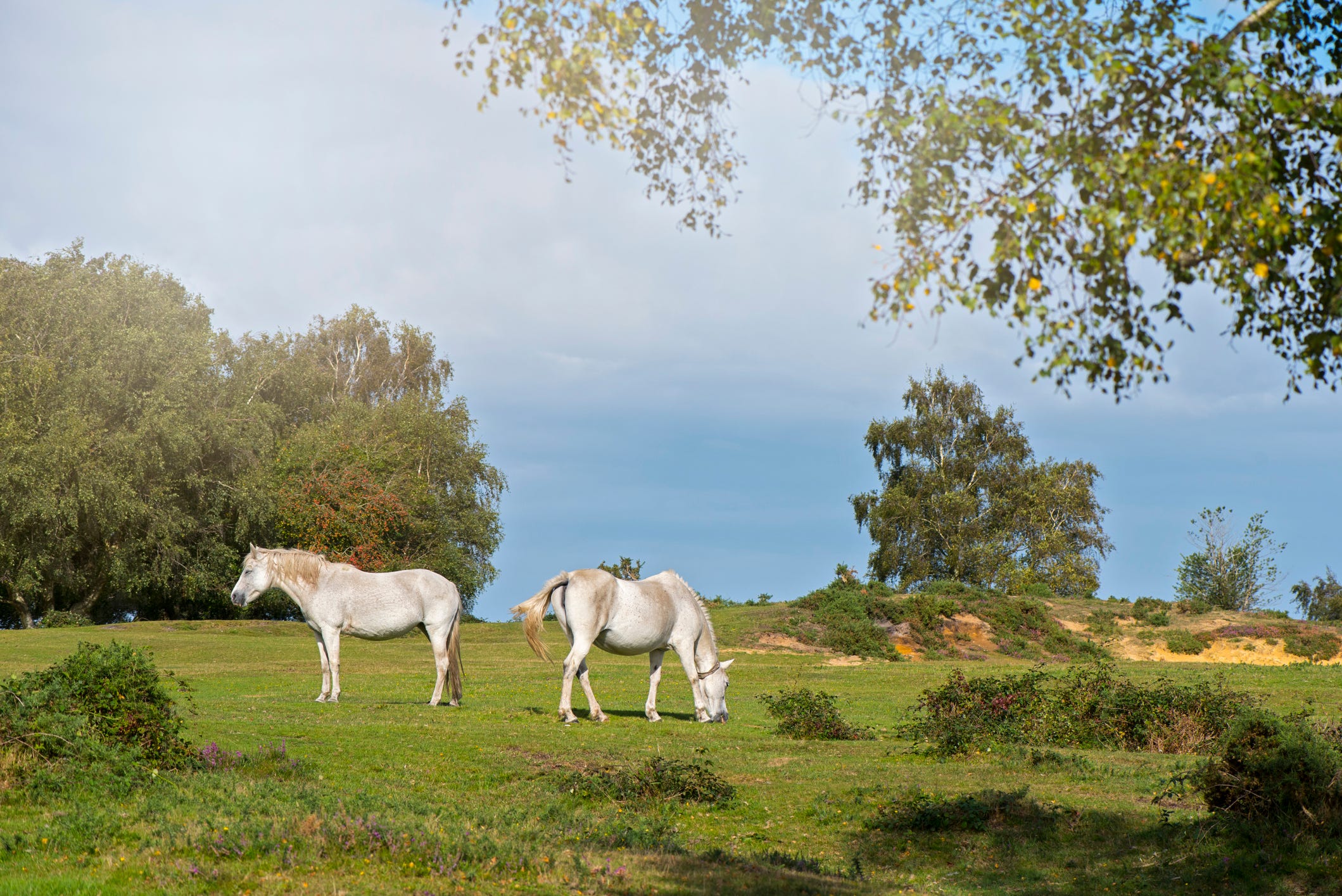 the new forest pony is one of the recognised mountain and moorland or native pony breeds of the british isles height varies from around 12 to 142 hands ponies of all heights should be strong, workmanlike, and of a good riding type