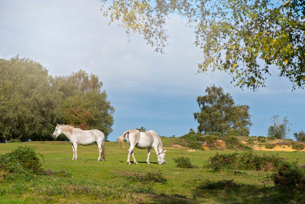 the new forest pony is one of the recognised mountain and moorland or native pony breeds of the british isles height varies from around 12 to 142 hands ponies of all heights should be strong, workmanlike, and of a good riding type