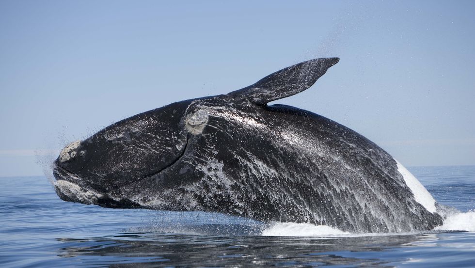 where to go whale watching florida