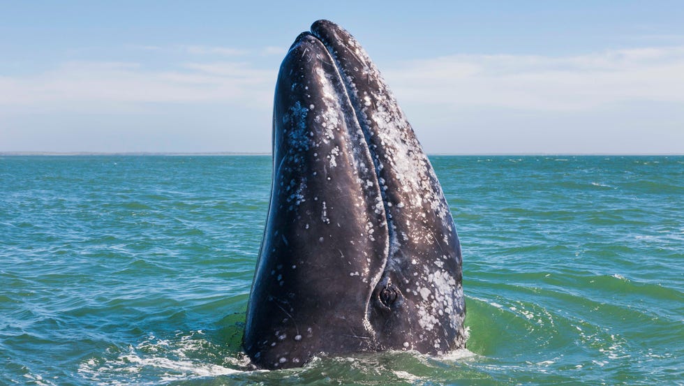 where to go whale watching gray whale california