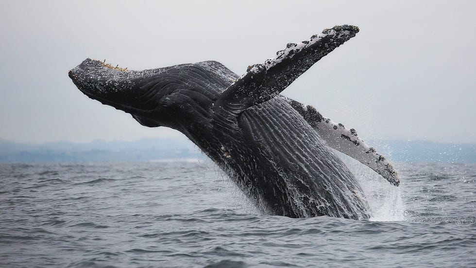 where to go whale watching humpback maine