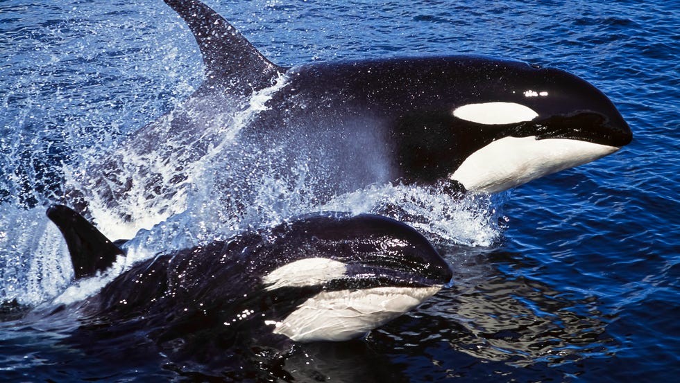 where to go whale watching killer whale