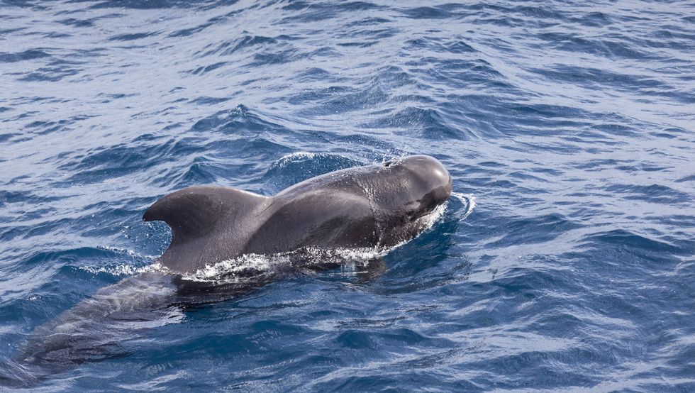 where to go whale watching pilot whale