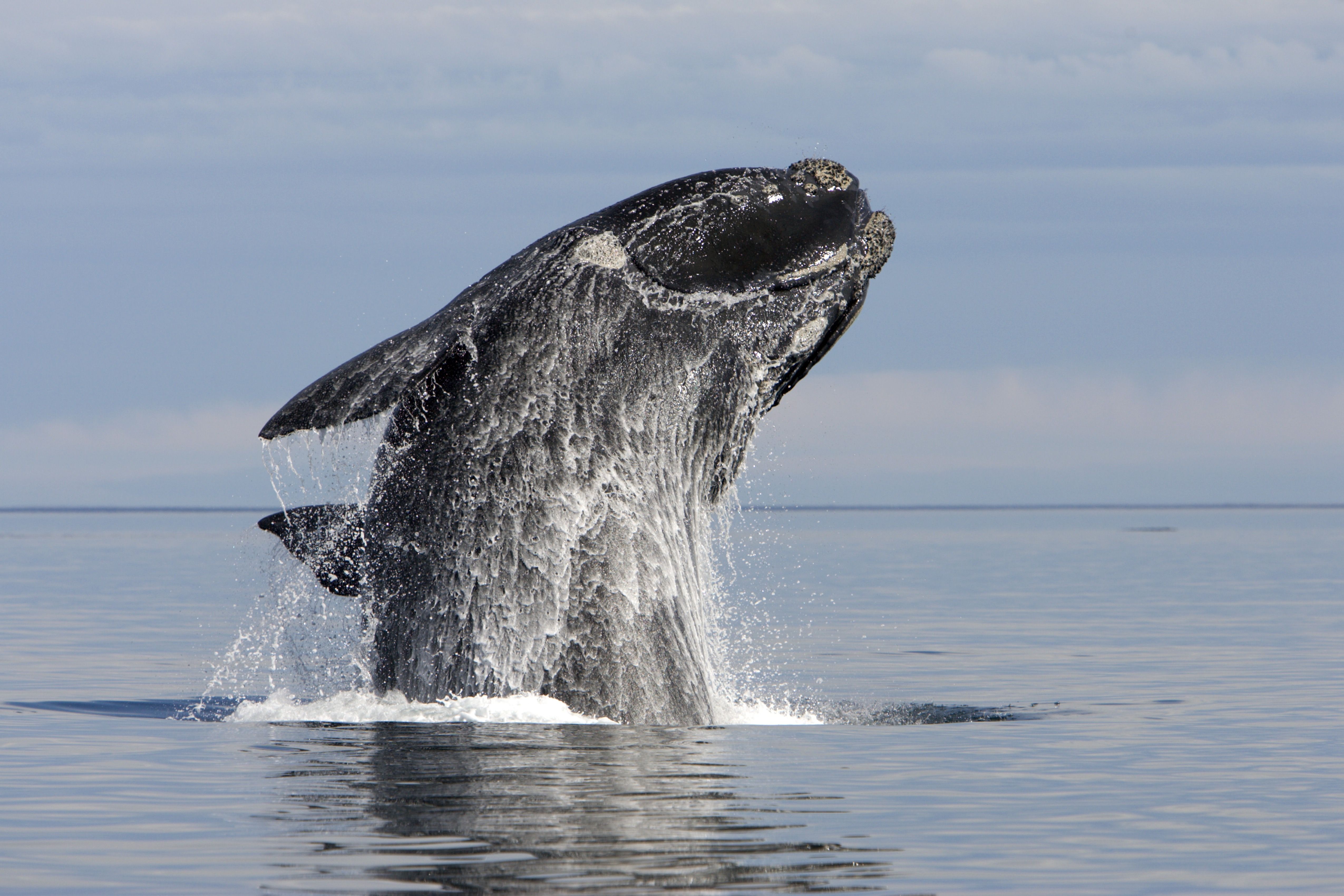 17 Great Places To Enjoy West Coast Whale Watching - Forever Karen