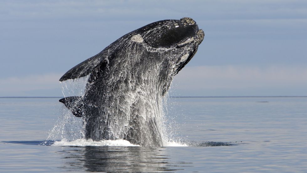 where to go whale watching right whale