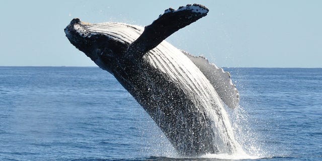 where to go whale watching virginia