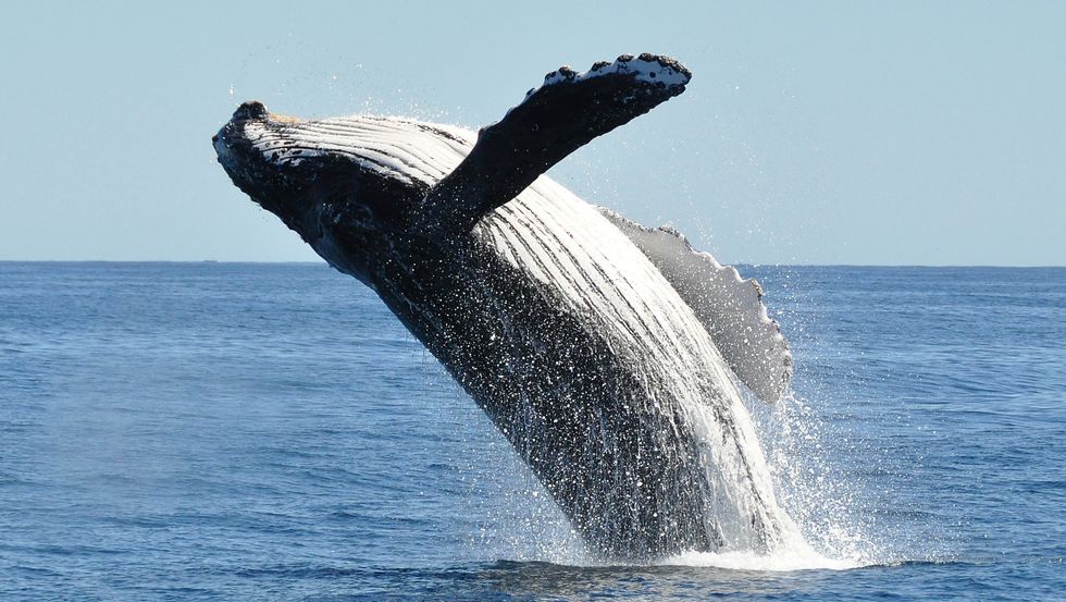 where to go whale watching virginia