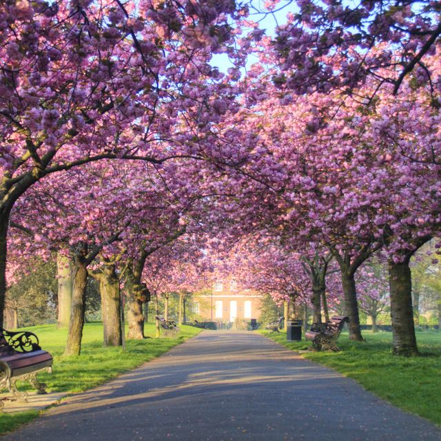 pink blossom on trees in greenwich park, london