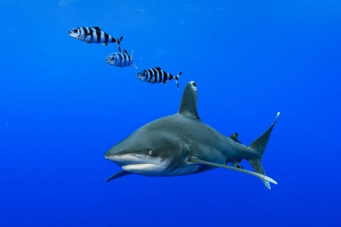 Oceanische witpunthaaiBahamas