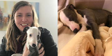 whippets