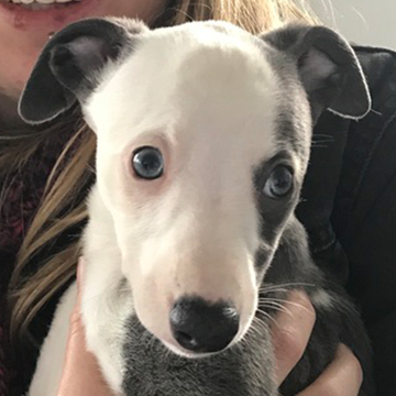 whippets whippets