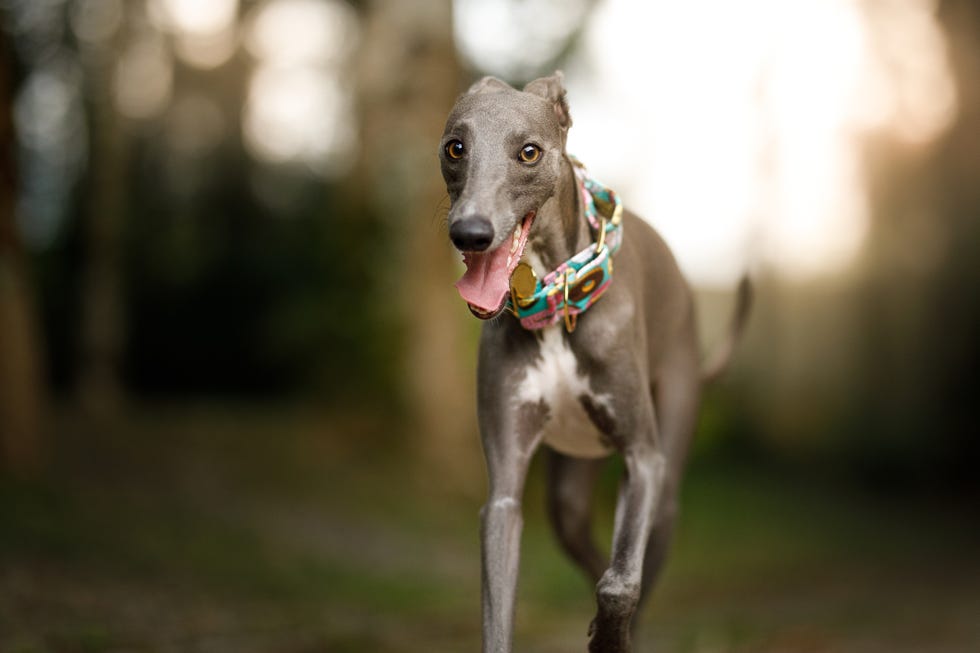 whippet dog running