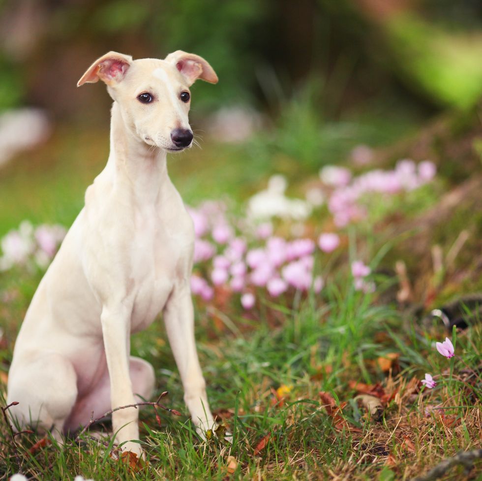 healthiest dog breeds whippet