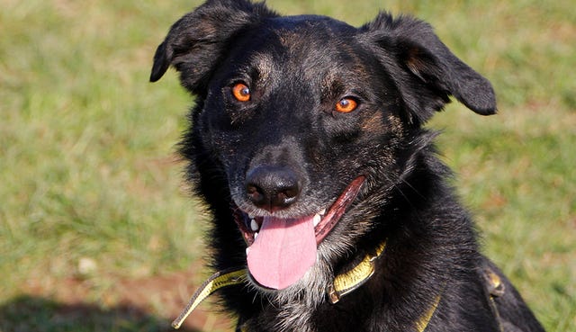 The Dog's Trust Bridgend is looking for forever homes for 14 collies