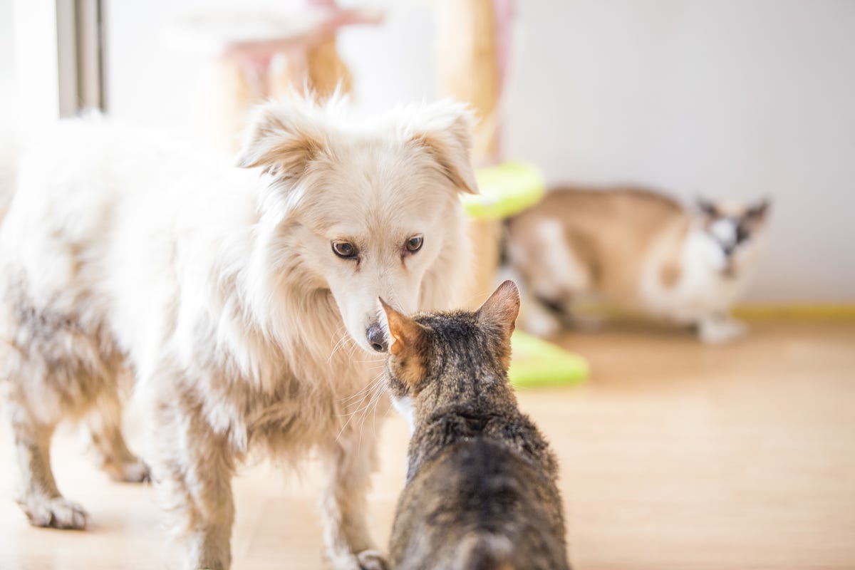 4-step Trick Shows How You Should Introduce Your Dog to a Cat