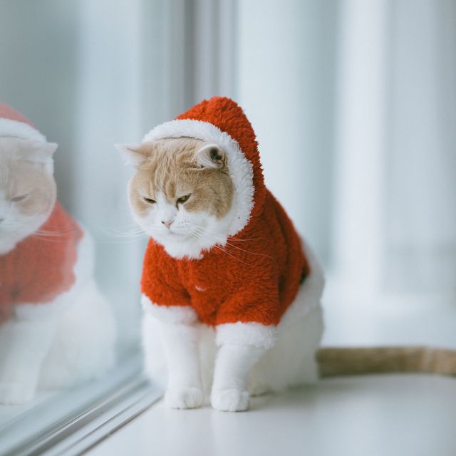 White and beige Scottish Fold cat in Christmas/Santa themed costume on window sill