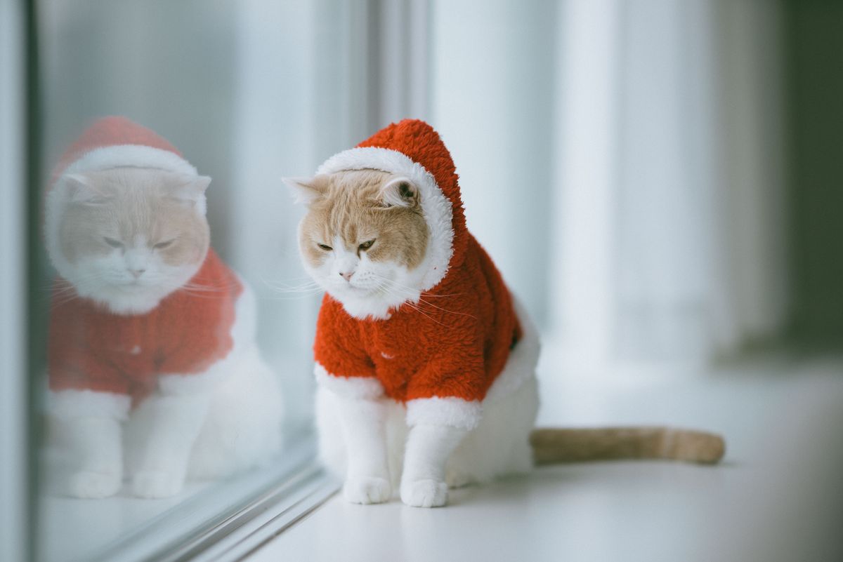 White and beige Scottish Fold cat in Christmas/Santa themed costume on window sill