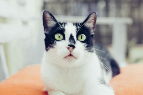 White and black cat with scared face