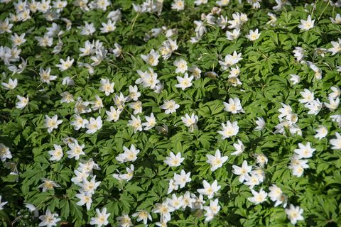 white anenome flowers
