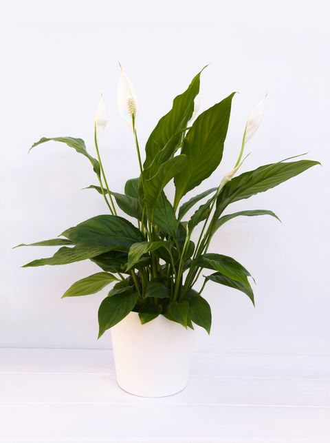 white anthurium plant in flower, in a pot, on a white shelf