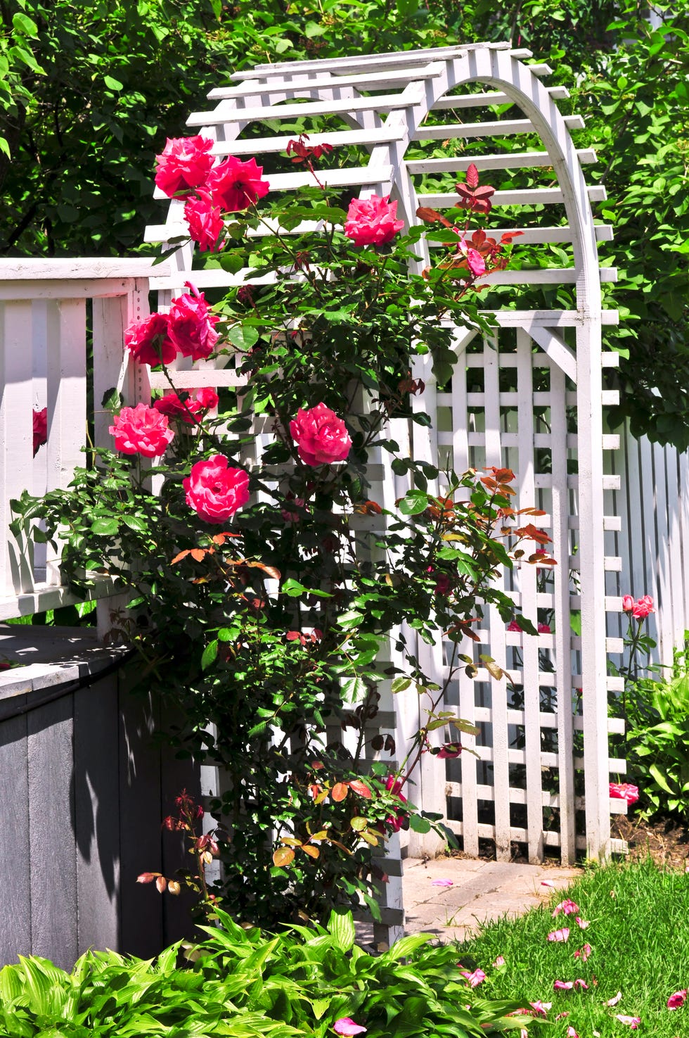 white arbor in a garden