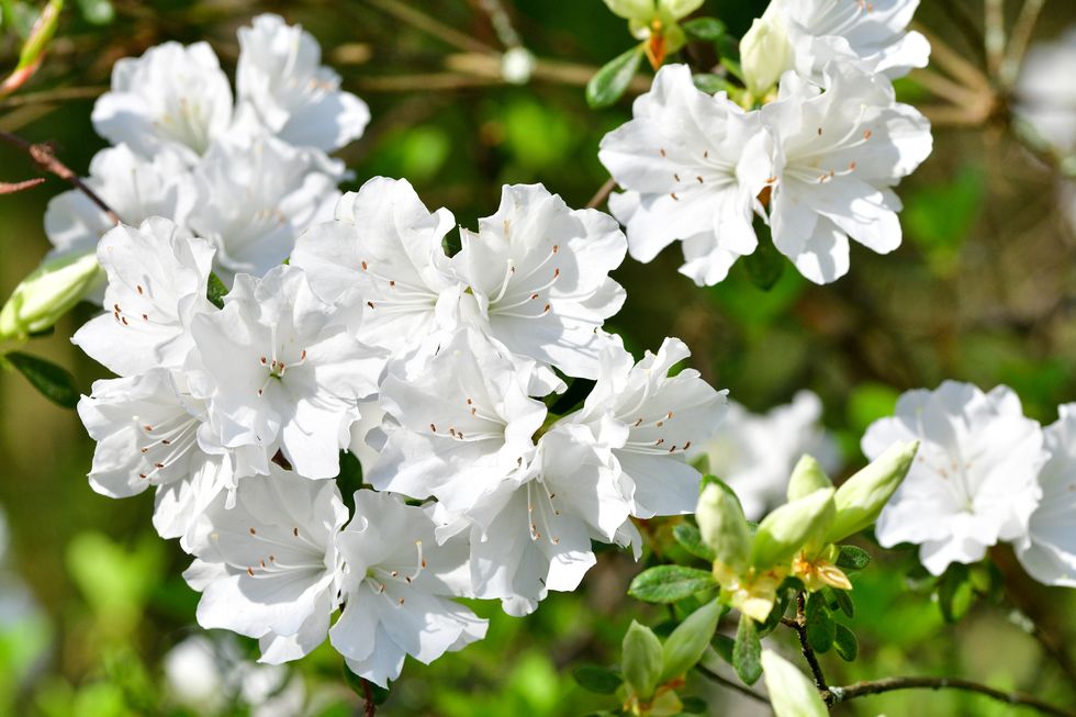 white azalea blossoms