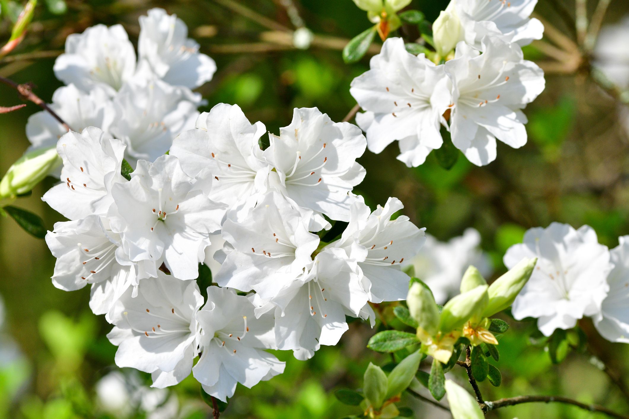 How To Plant And Grow Azaleas - Azalea Bush Growing Guide