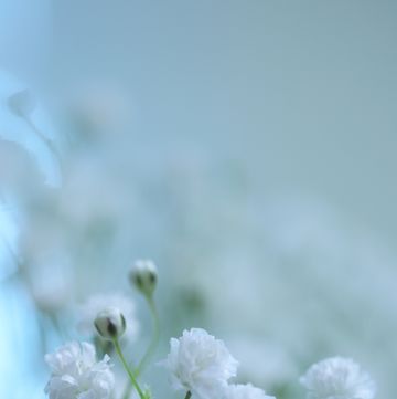 white baby's breath flowers on light blue background
