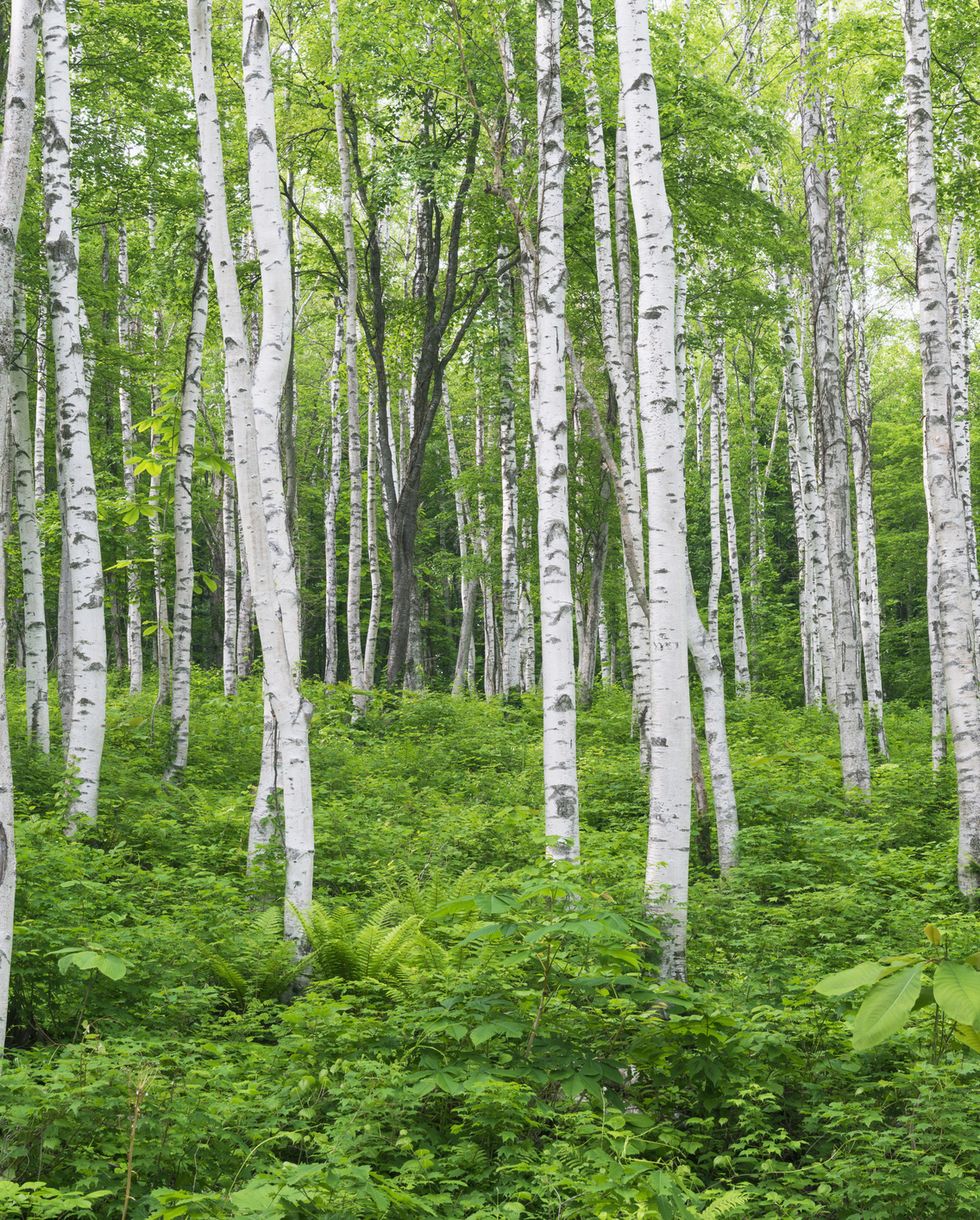 White birch forest - silver birch